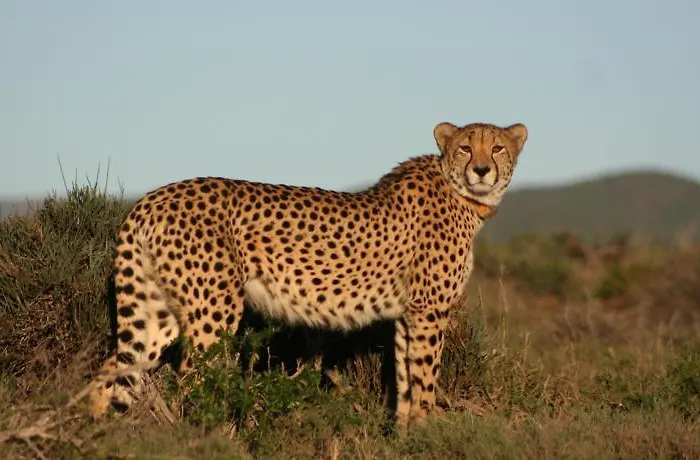 Kuzuko Lodge Addo