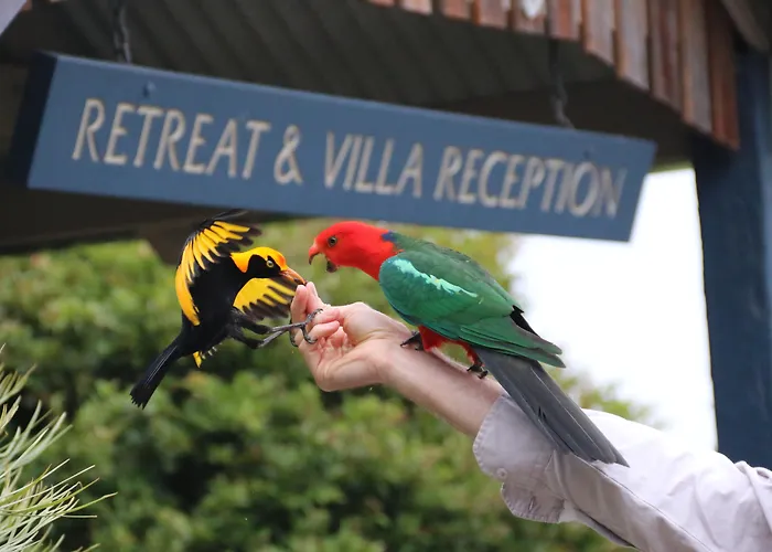 O'Reilly'S Rainforest Retreat Canungra