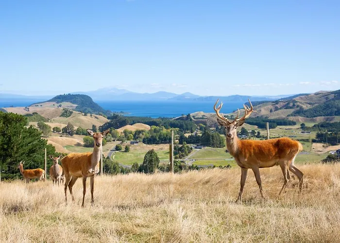 Hilltop Whakaipo Estate Taupo