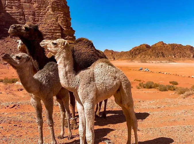 Wadi Rum Polaris Camp
