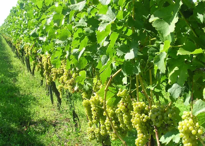 Gästehof - Weinbau Säger Nordheim am Main
