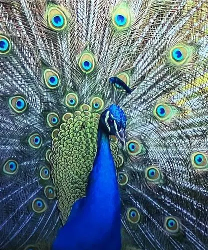 Ann Pavilion Paradise Cranbourne