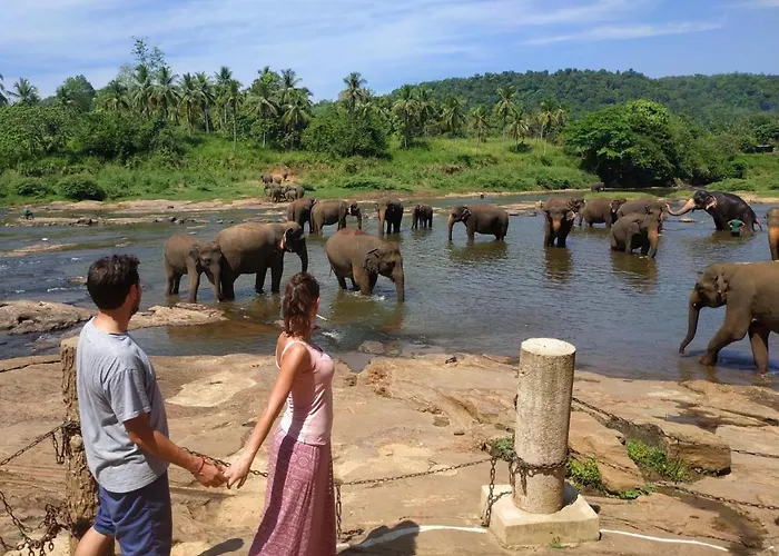 Peacock Village Pinnawala - Offer Alert! Elephant Welfare Program