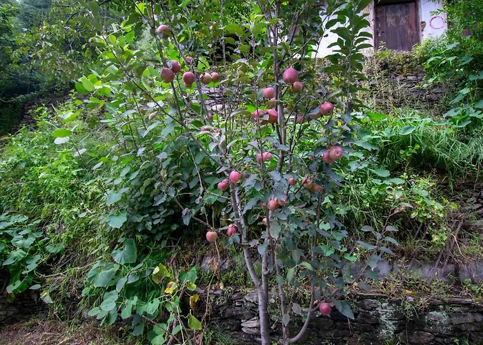 Octave Himalayan Hamlet Hotel Kullu