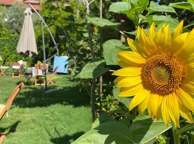 Lemon-Ada Butik Otel Kuşadası