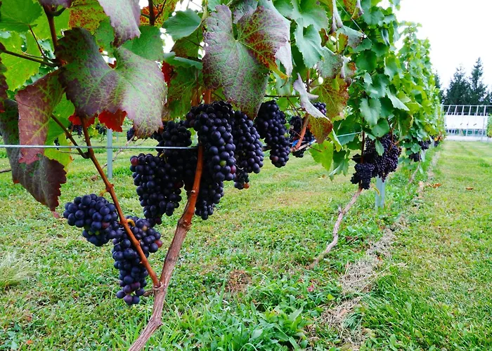 Winery Hotel And Condominium Hitohana Furano