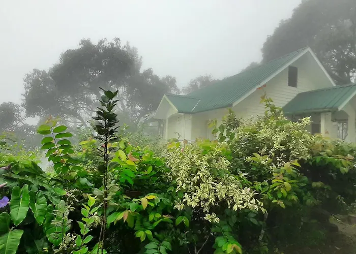 Summer Dew Anachal