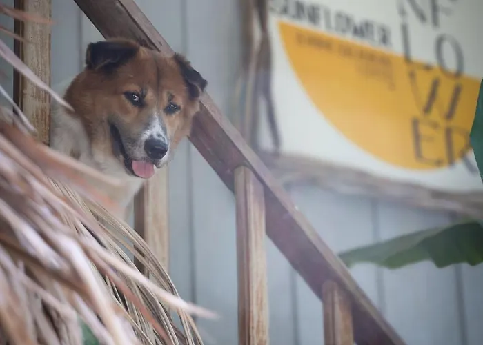 Sunflower Guesthouse And Animal Rescue - Koh Lipe