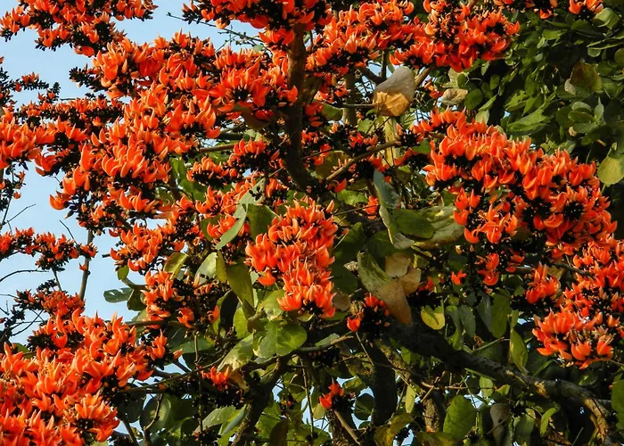Palash Pahar Resort Jhalida