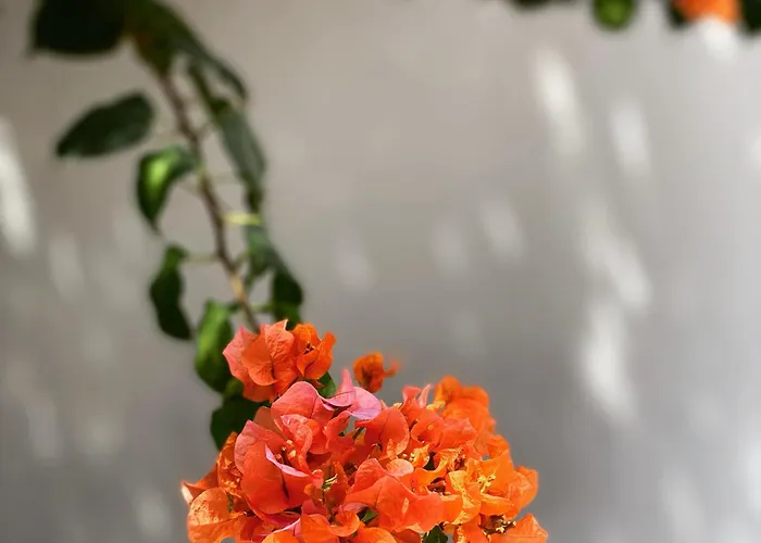The Killians Boutique Hotel Kochi