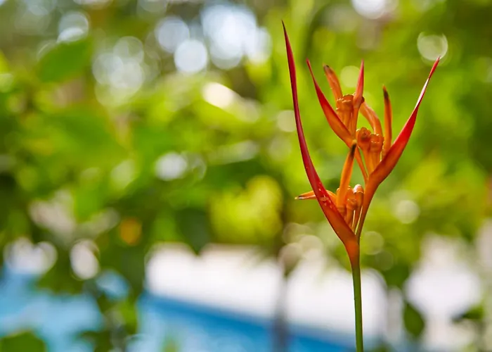 Living Hotel Nosara