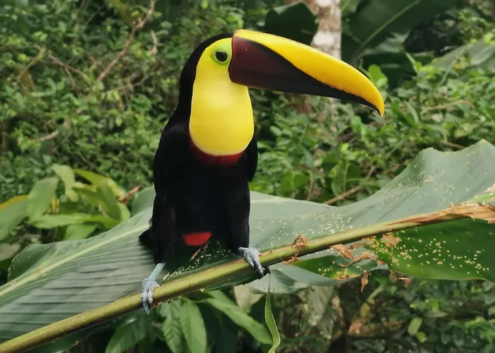 Villa Tucan La Fortuna
