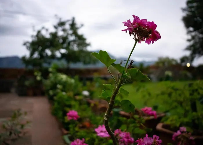 The Nest Inn Resort Masinagudi