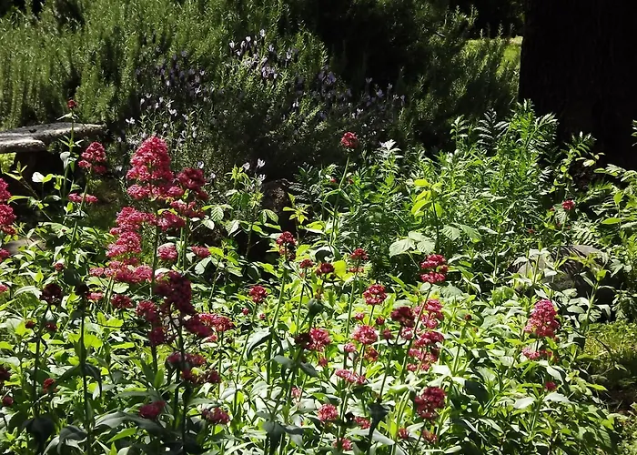 Backyard Garden Oasis Bed & Breakfast Middletown