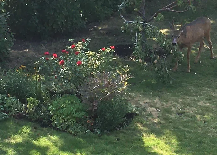 Lakeview Gardens B&B Peachland