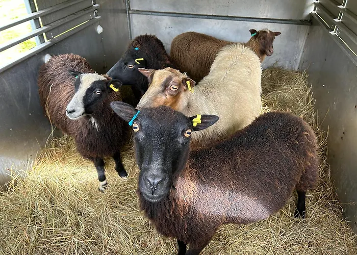 Y Felin Bed And Breakfast And Smallholding Caersws