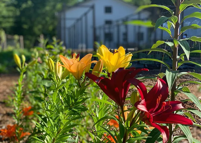 Goldberry Woods- A Modern Farm Resort Union Pier