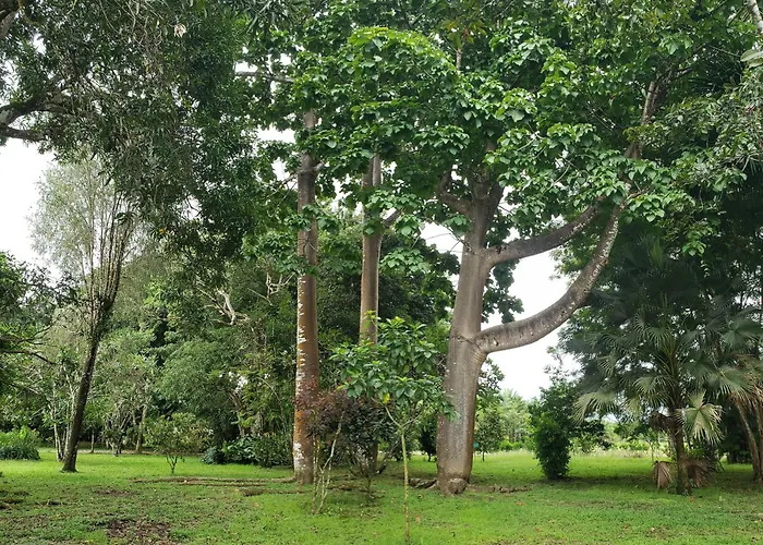 Hotel Veragua River House Sierpe
