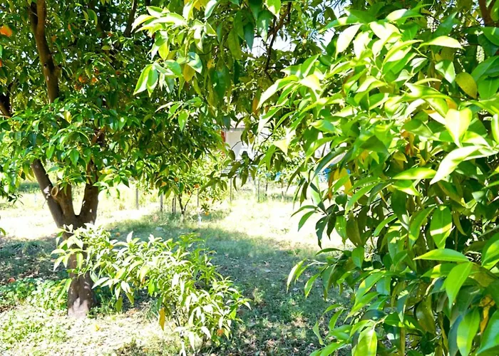 Cemils Guest House Çıralı