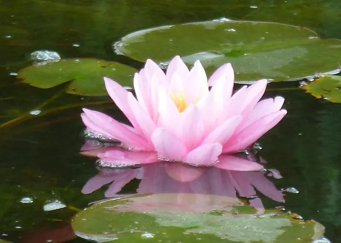 Wellness- Und Gartenhotel Heusser Bad Duerkheim