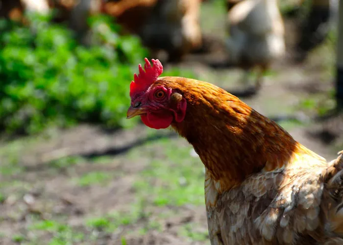 Riding Farm Bed & Breakfast Gateshead