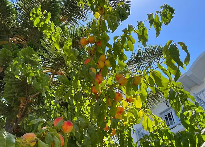 Theodorou Beach Hotel Apartments Psalidi 