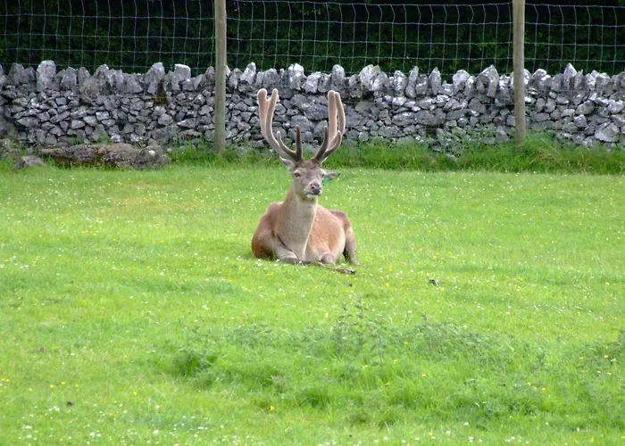 Shepherds Lodge B&B Killarney