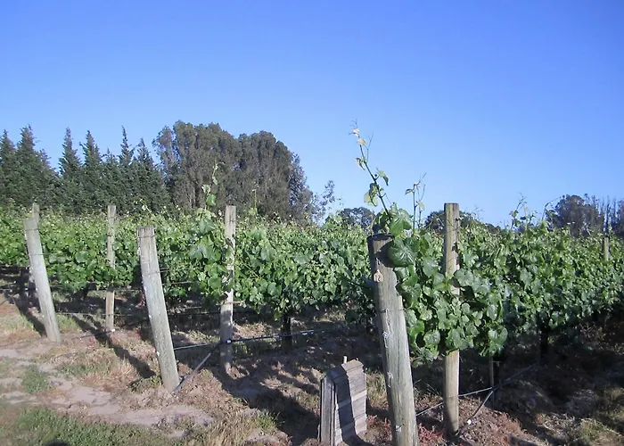 Pearlessence Vineyard Inn Sebastopol