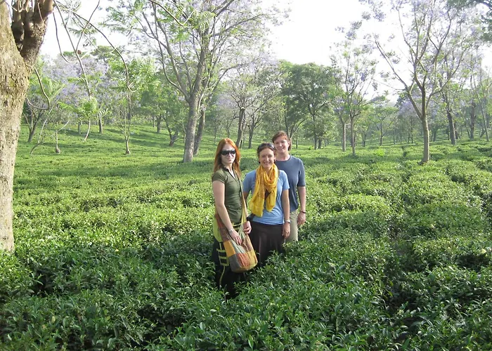 Infinitea Dakbunglow Palampur