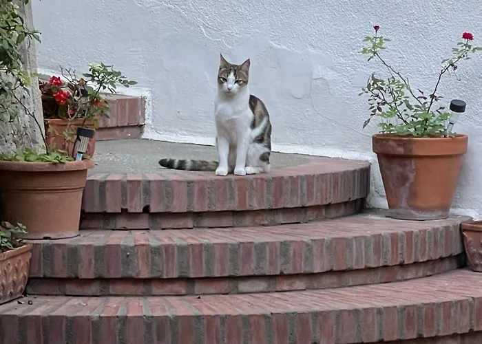 La Musa Capri