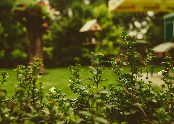Mango Tree Villa Kochi