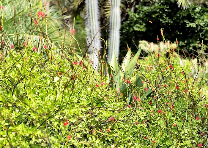 Red Palm Village Kralendijk