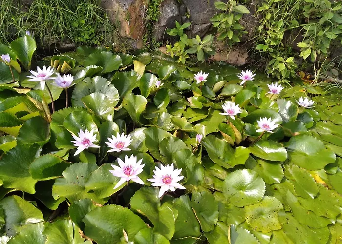 Hotel Jardin Zen Tepoztlán