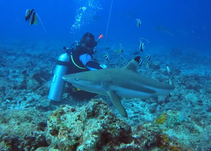 Ratu Kini Dive & Stay Mana Island
