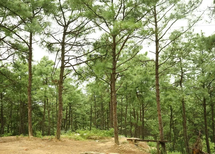Pine Tree Lodge Shillong