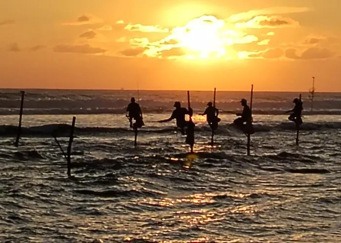 Animal Surf Point Hotel Ahangama