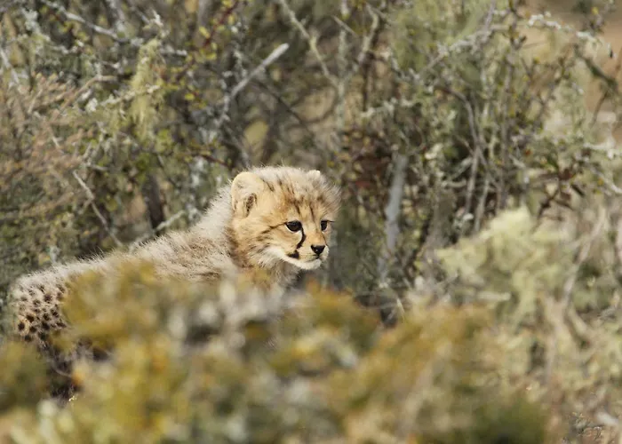 Kwandwe Private Game Reserve - Ecca Lodge Grahamstown