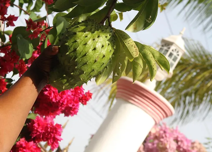 Sweetsop Jamaica Villa And Tours Montego Bay