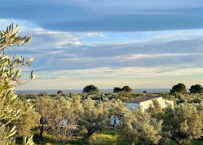 Can Mimosa Tortosa
