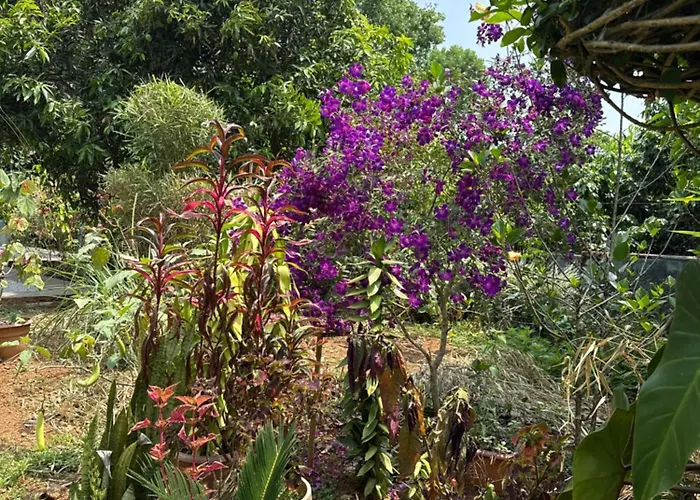 Jungle Castle Bed & Breakfast Wayanad