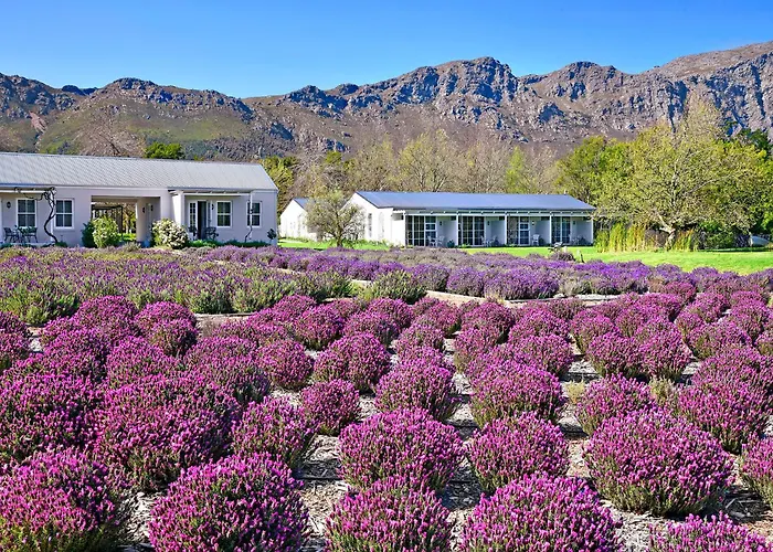 Lavender Farm Boutique Guest House Franschhoek