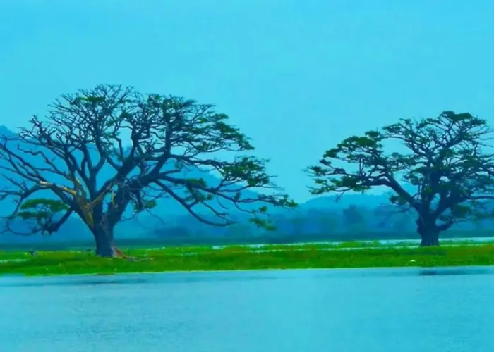 Rain Tree By Oak Ray Hotel Tissamaharama