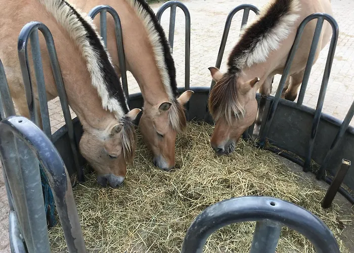 Gastenverblijf op unieke locatie De Kronkel op de Veluwe Hoog Soeren