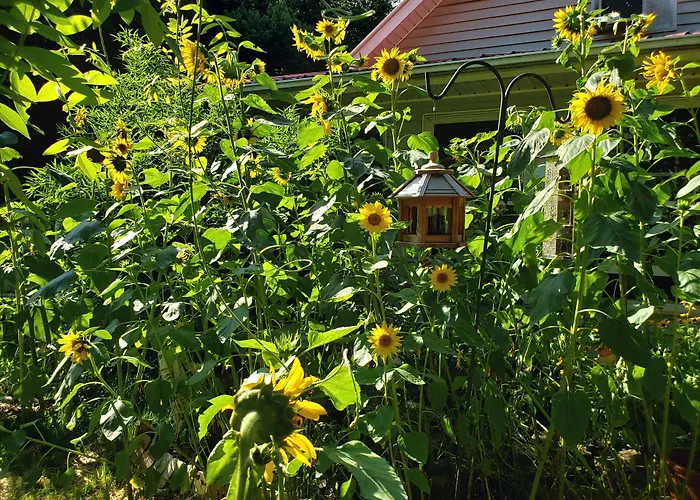 Blue Ridge Manor Bed And Breakfast Fancy Gap