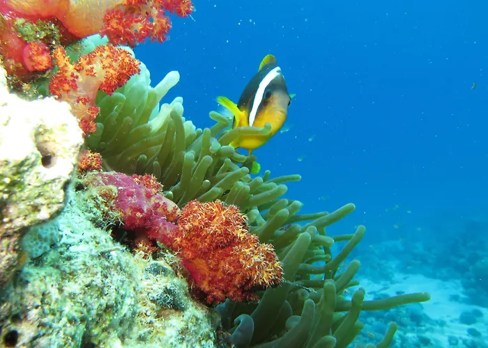 Hotel Red Sea Dive Center Akaba