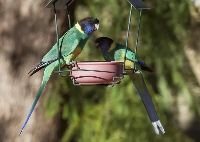 Kathys Place Bed And Breakfast Alice Springs