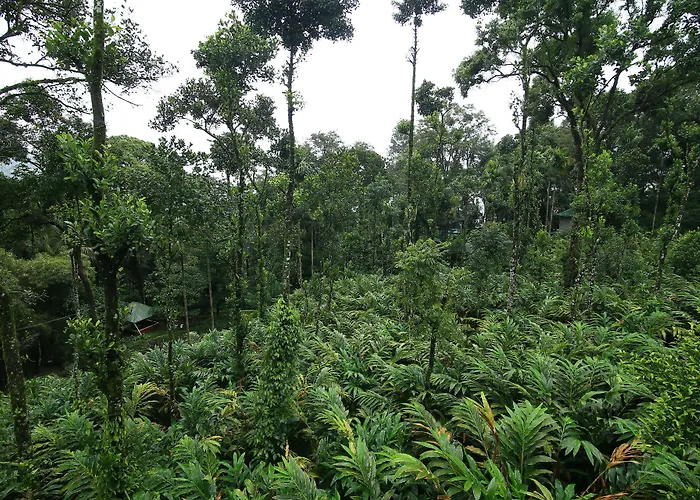 Spice Jungle Resort Munnar