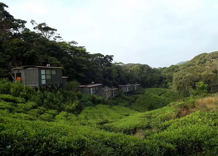 The Rainforest Ecolodge Deniyaya