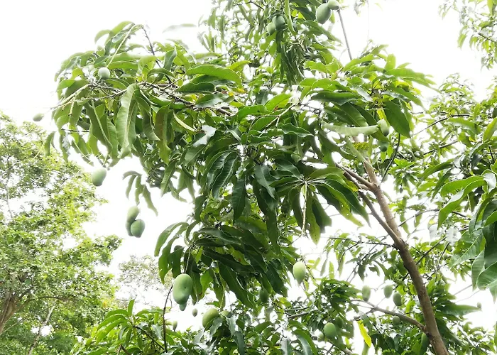 Araliya Self Cooking Resort Dambulla