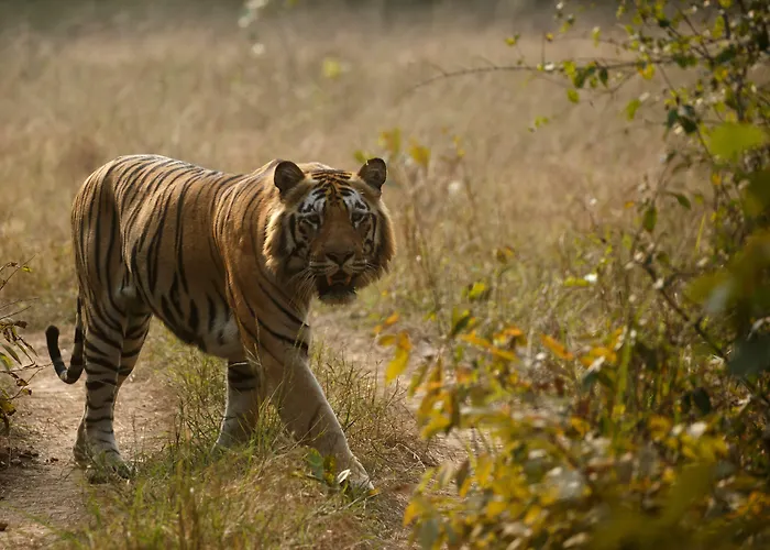 Red Earth Tadoba Hotel Chandrapur
